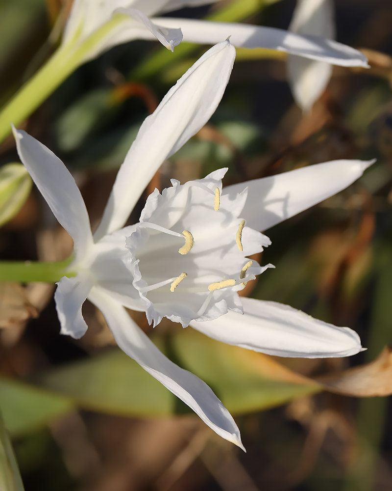 Sea daffodil